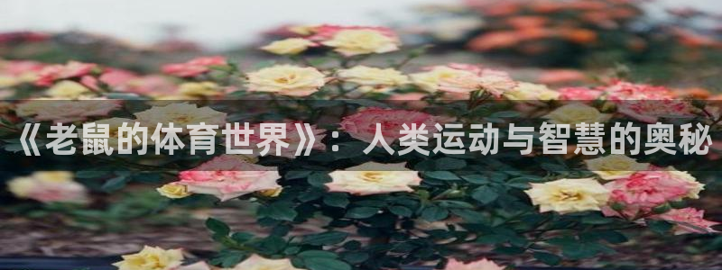 球王会体育